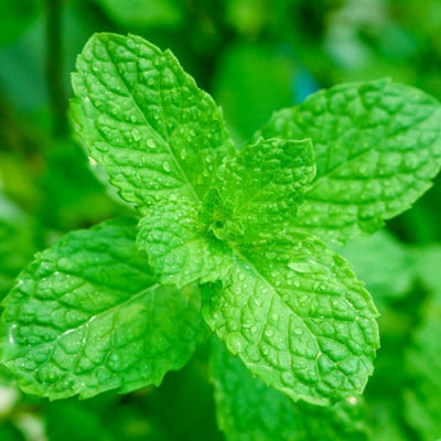 Peppermint the natural pain reliever